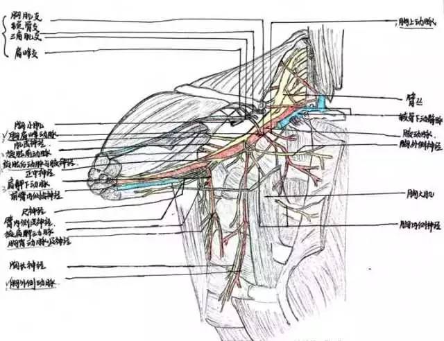 速来围观~~~ 腋腔的神经与血管 乳腺癌对女性
