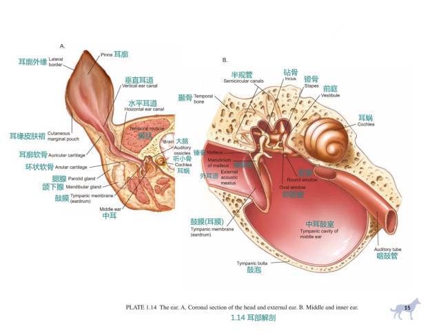 看完这些高清图,犬科解剖不用愁