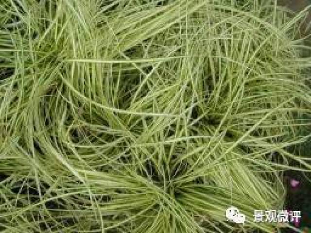 88.蓝苔草 常绿 叶蓝灰色 建议种植密度 株/平方米