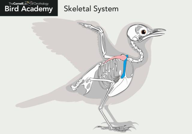 鸟的乌喙骨(蓝)和肩胛骨(粉) 图改编自:https://academy.