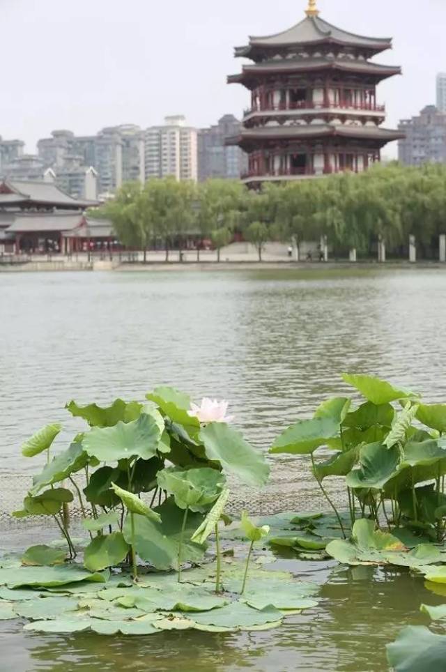 这个夏天西安这些地方凉爽景美 赏荷约起!