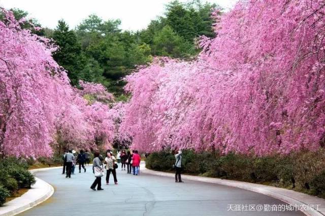 美秀美术馆入口隧道前的樱花大道