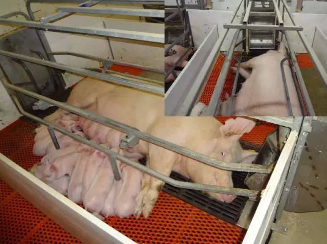 【多图欣赏】看看美国猪场的产房,母猪产仔无人护理照