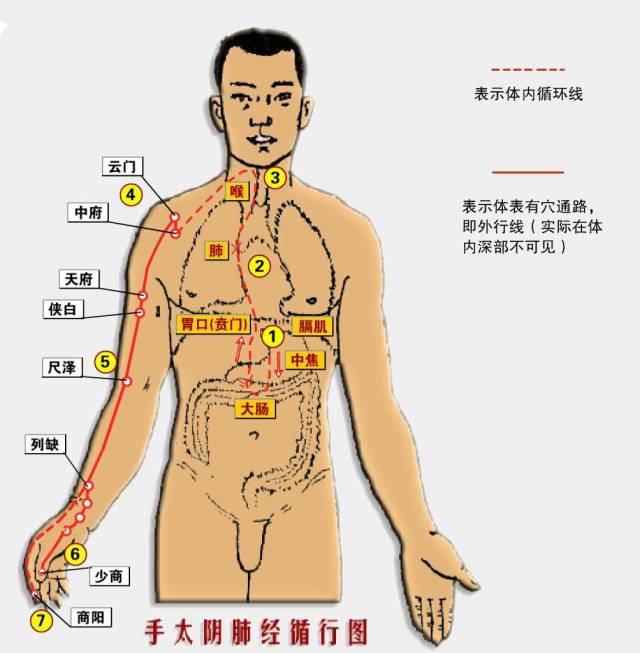 手太阴肺经