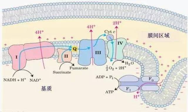 有一系列氧化还原酶,按一定顺序排列传递氢或电子,生物化学上称为呼吸