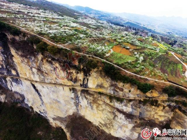 3月中旬,叙永县赤水河流域的石坝,赤水,水潦三个乡镇万亩桃李花海进入