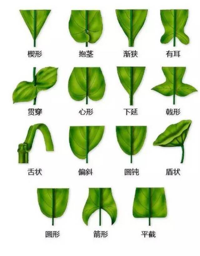 史上最全植物形态图解,教孩子分分钟认识所有植物!| 爱学习