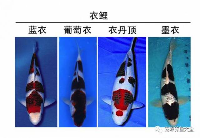有两种颜色覆盖的锦鲤,根据颜色不同可称为蓝衣,葡萄衣,衣丹顶和墨衣