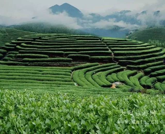 在大田,有荣获中国高山茶美誉的 江山美人