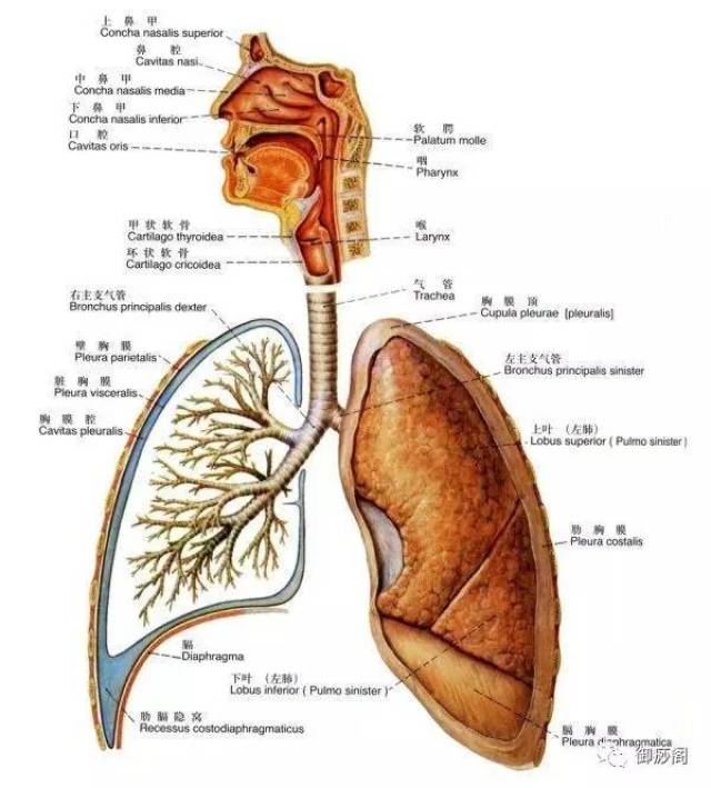 人体八大系统发病顺序,千万别越过第5道门槛!