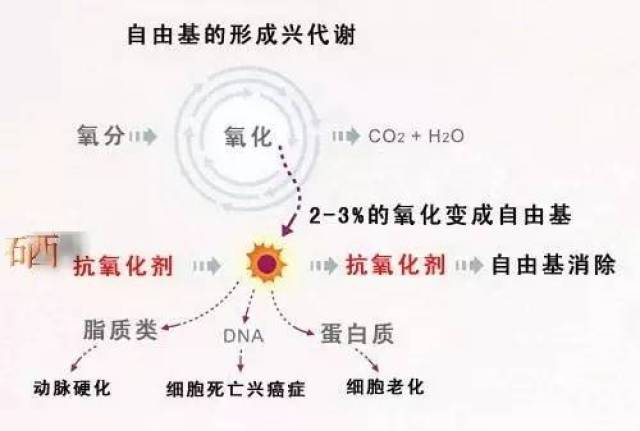 男人养三气,女人养三雅,自由基好比小三