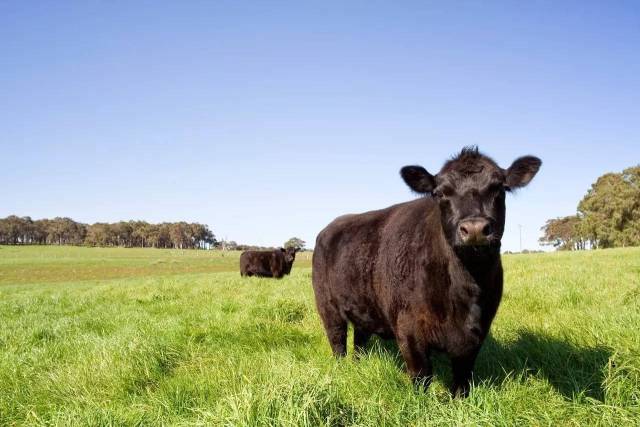 图为:实拍澳洲纯种安格斯牛