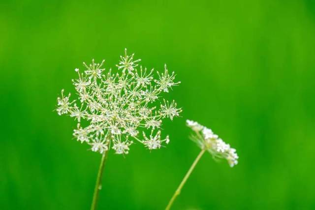 花朵像伞一样,形态非常优美.