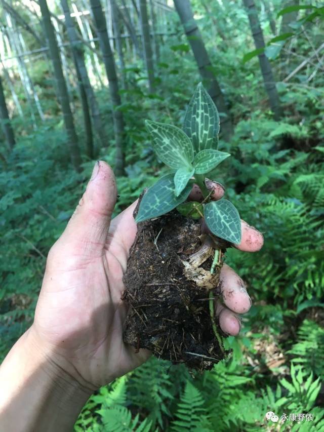 【植物】带你们认识小叶青