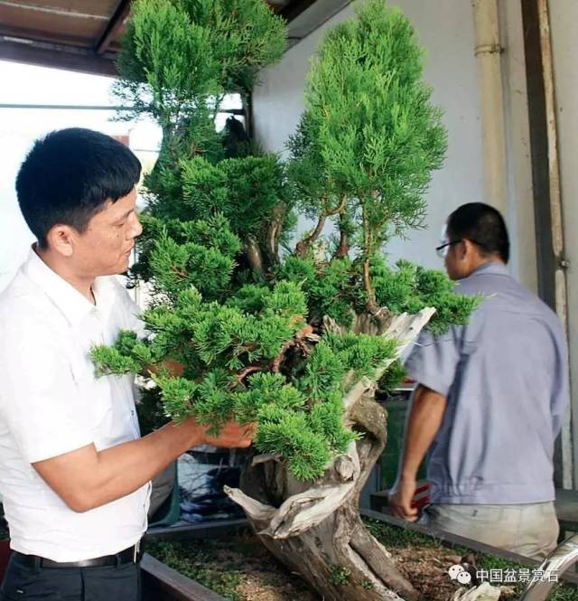 神奇的柏树盆景造型——樊顺利大师盆景制作纪实