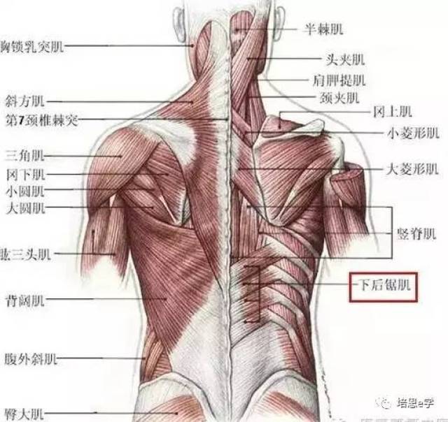 每日一肌十七讲---横突棘肌:半棘肌 多裂肌 回旋肌