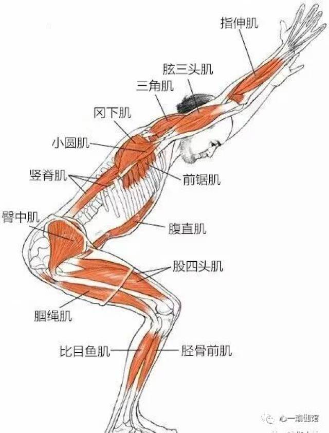 【心一瑜伽】丨幻椅式(halasana)找到稳定大地的感觉