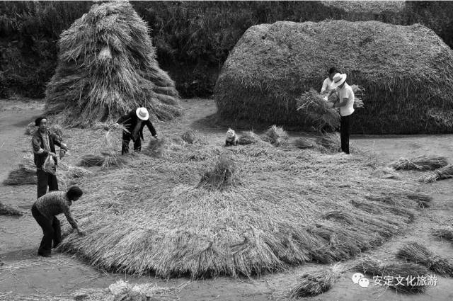 天刚麻麻亮,姥爷就起床,把麦垛子拆开,将麦捆摆在场上,然后均匀地摊成