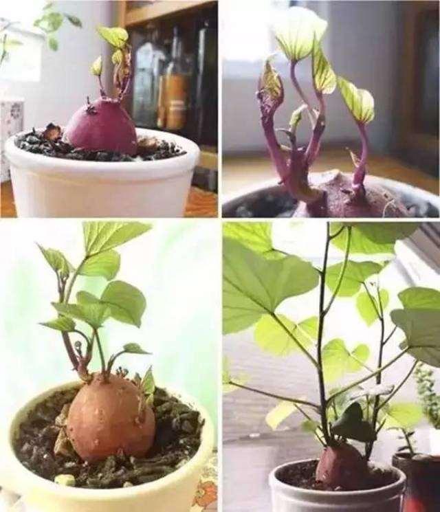 长出新芽后也可以取下芽根部,直接把根叶放水中也能生长,还能变成红薯