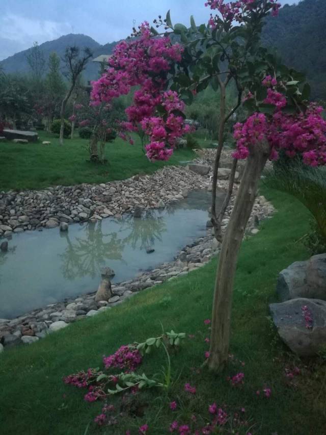 【今日石屯紫薇花开】政和很美,而你刚好有空