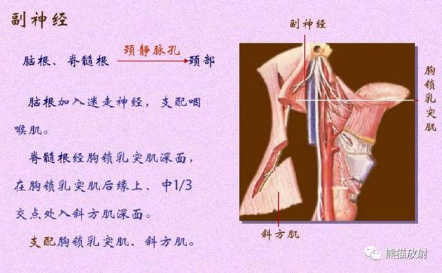 xi 副神经  accessory nerve