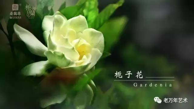 白兰花简谱_白兰花树图片(3)