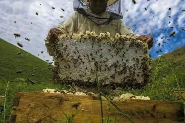 蜂蜜到底用不用加工 这是很多人的疑问