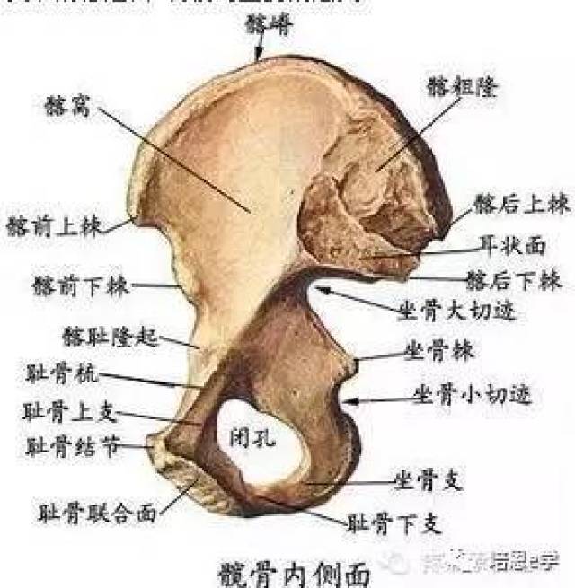 每日一肌第二十二讲---闭孔外肌