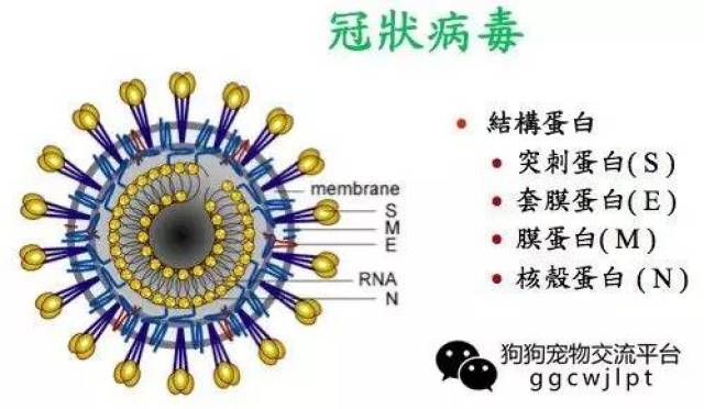 经验丨犬冠状病毒病的诊断与治疗,老司机进阶宝典!_手机搜狐网