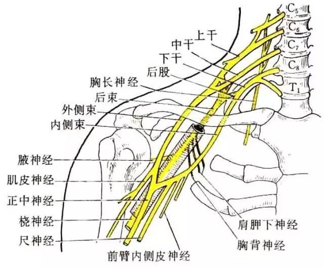 颊针解剖丨肩胛下肌