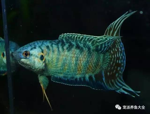 英文名为albinoparadisefish(白化天堂鱼).