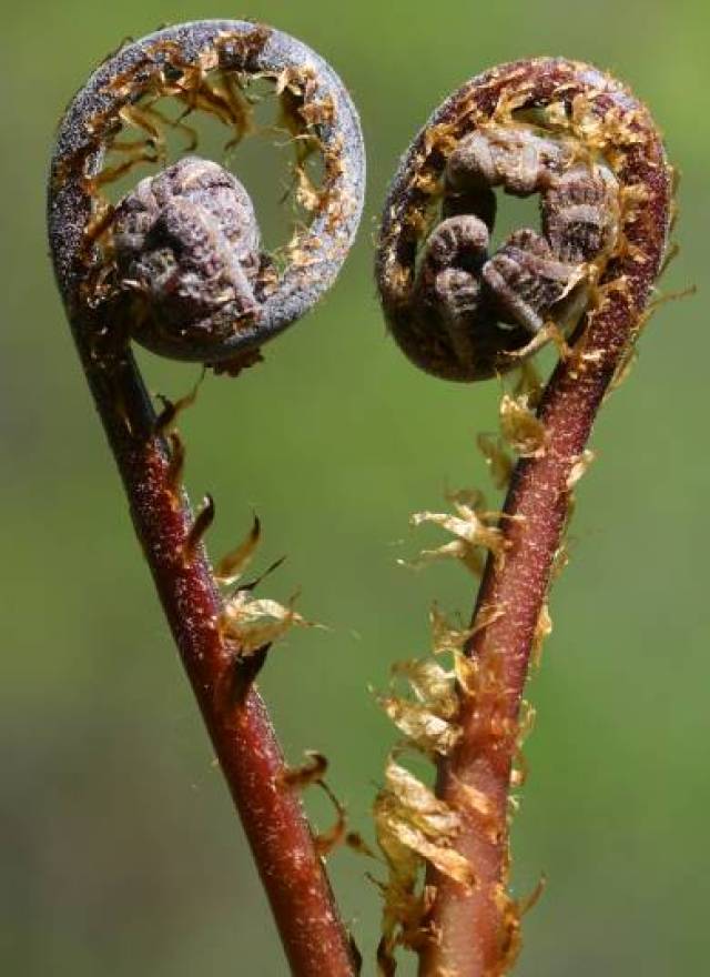 知识丨万科松花湖度假区大青山植物认知第二期