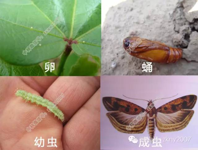 【栽培技术】棉花棉铃虫的发生与防治