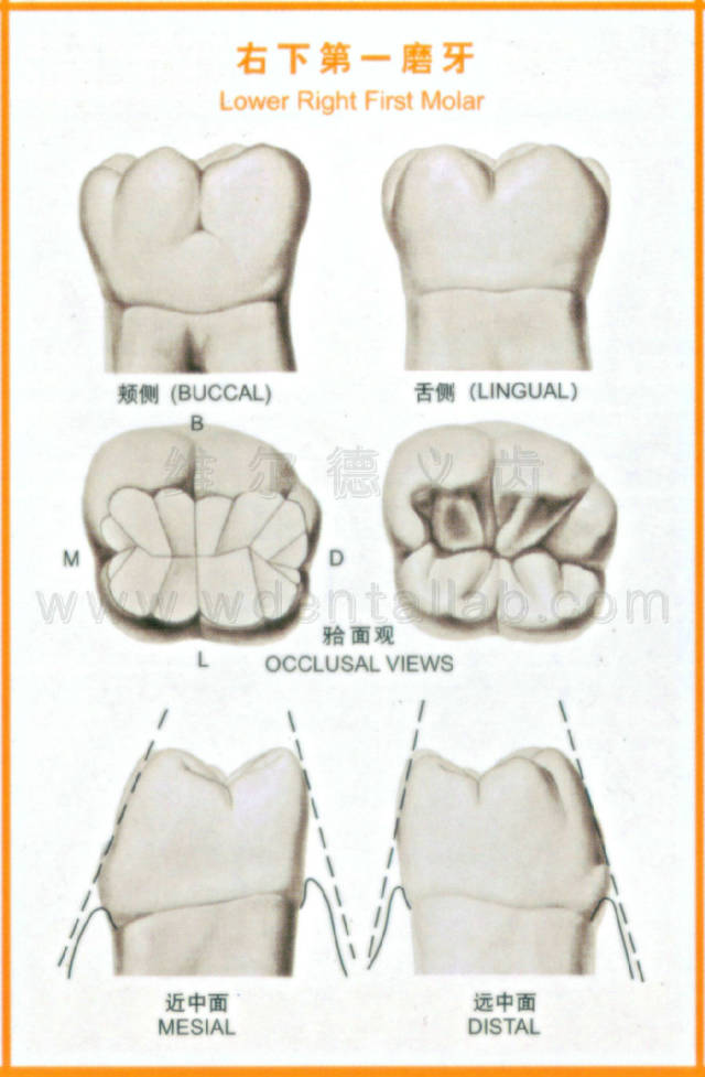 牙齿的解剖形态图大全