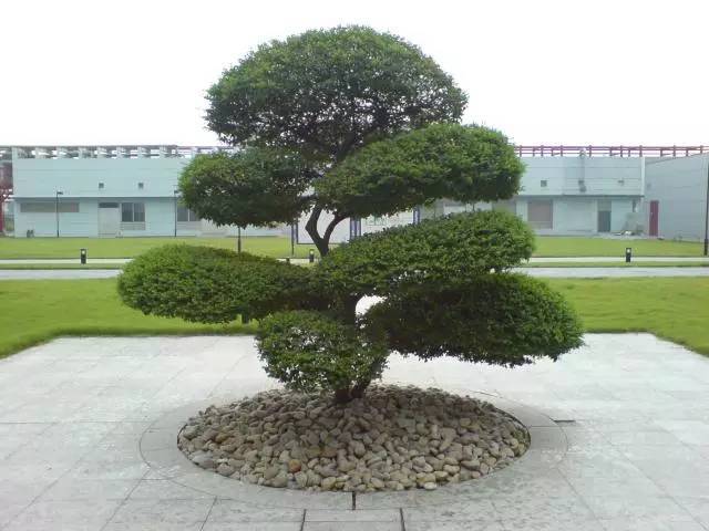 植物风水学,庭院种树必知!