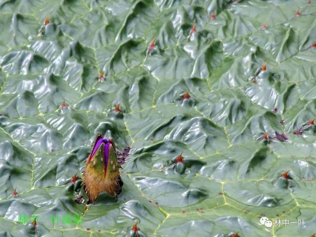 蓝天下的大片芡实田 下图水面那尖尖的就是明天开放的芡实花.