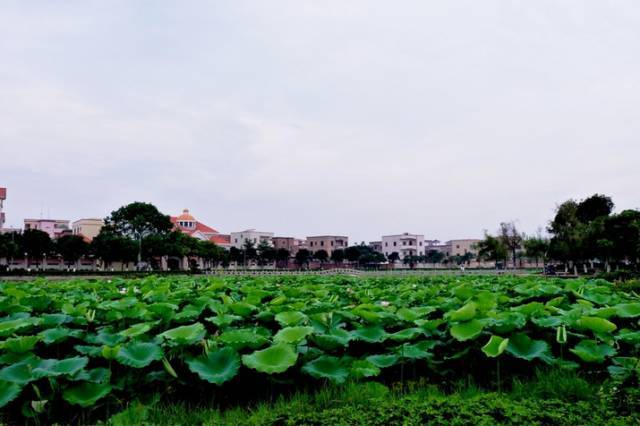 蛤岭村2017首届荷花文化旅游节,7.16盛大启幕