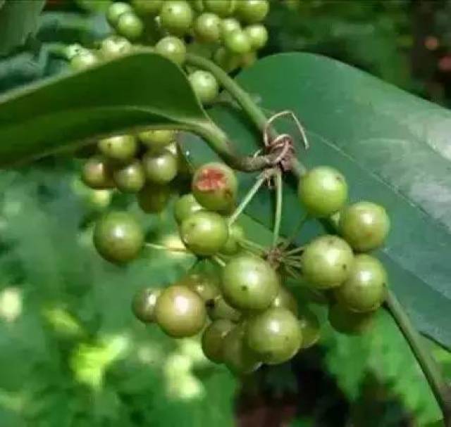 金刚果 金刚果,学名叫 菝葜,可以 利尿解毒.也是要用青绿未成熟的.