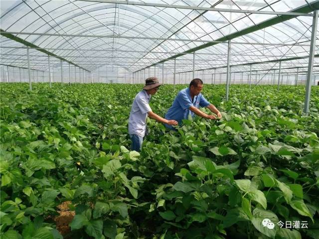 今天小编深入田间,与豆丹养殖户面对面,全面了解下豆丹的价格,为大家