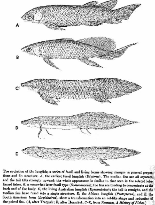 肺鱼的演化程度关系