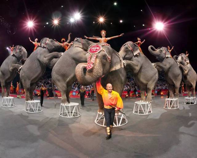都是对动物无尽的逼迫,虐待,高强度的训练…… 玲玲马戏团大象表演