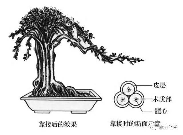 迎春花盆景快速成型为小老桩的造型攻略