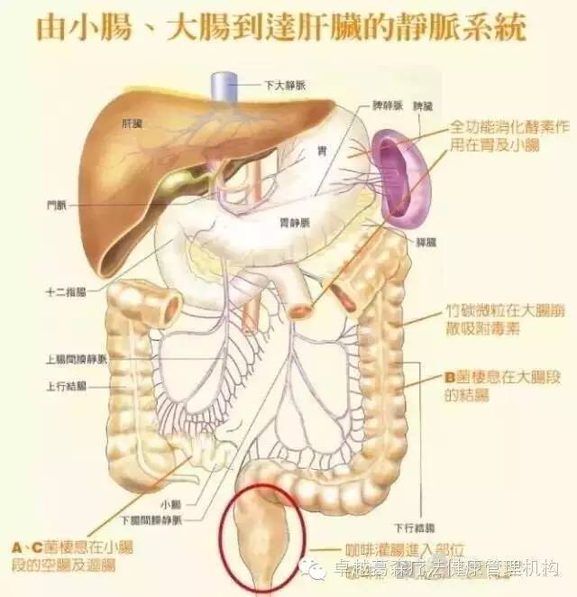 咖啡灌肠 咖啡液直接从大肠透 过门脉循环系统直达肝脏,并没有经过体