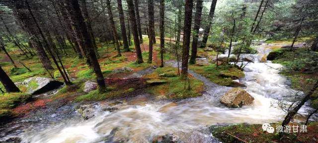 在河西走廊南端,绵延近1000公里的祁连山脉就分布着众多森林区,主要