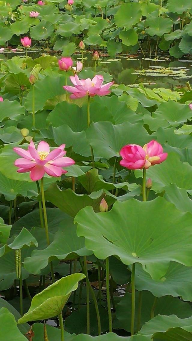 藕花深处田田叶 叶上初生并蒂莲