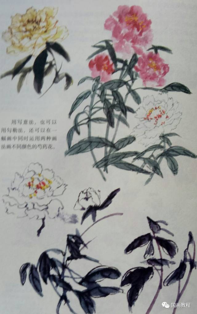 怎样画芍药