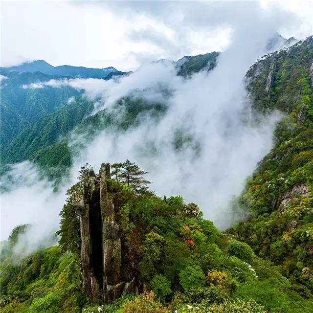 天子峰 【云海幻境】 羊狮慕云海,时而烟云舒卷