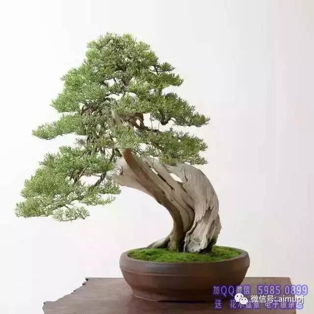 的"文玩盆景"主要有崖柏,黄杨,小叶紫檀,红豆杉,这些植物大多价格不菲