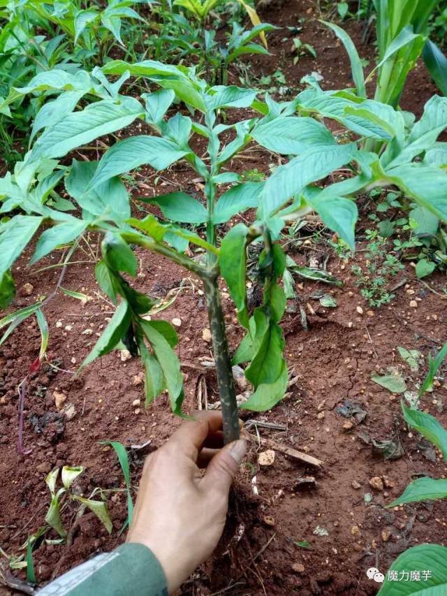 感染的病株(都是软腐病惹的祸)软腐病会造成魔芋腐烂,有的是从魔芋叶