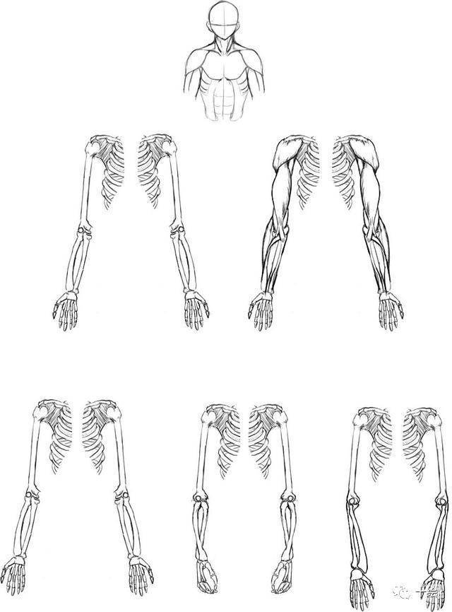 男性手臂肌肉与骨骼的研究,太tm实用了!